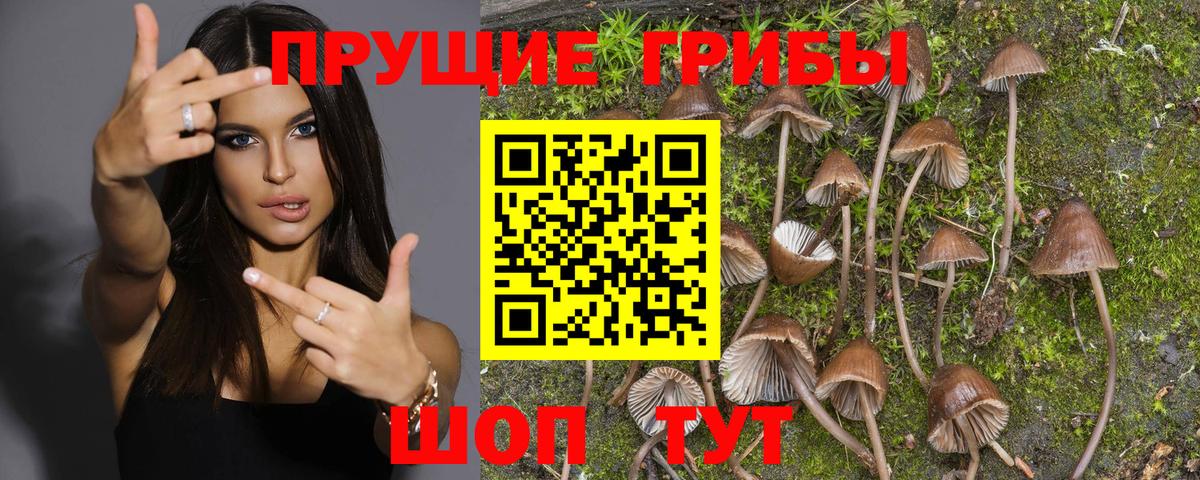 Галлюциногенные грибы Psilocybe Малоярославец